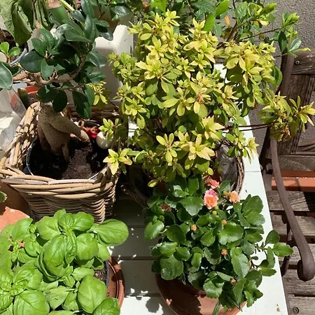 Πανσιόν Brezza